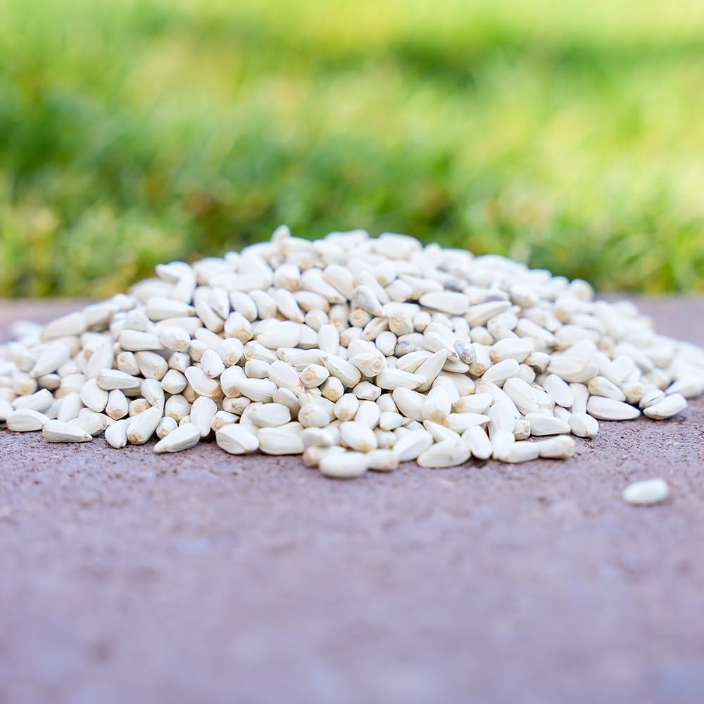 Desert Valley close-up of safflower seed texture highlighting fresh quality