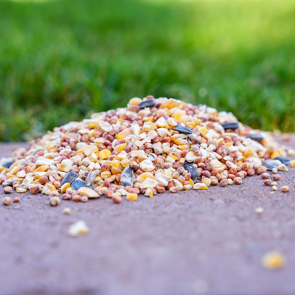 Desert Valley Supply seed close-up highlighting texture and high-protein mix
