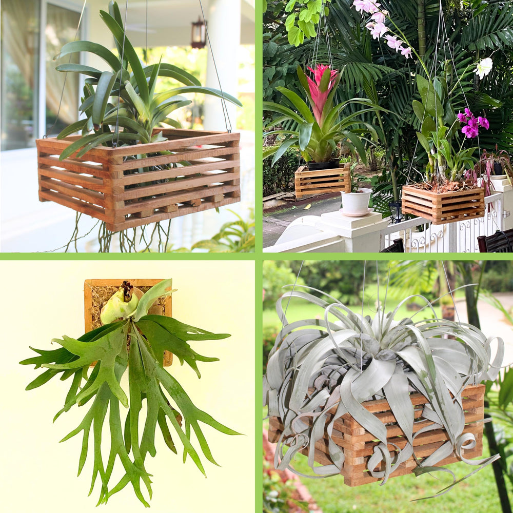DESQUIGGLE 8-inch basket with staghorn fern showing sturdy mount and ventilation