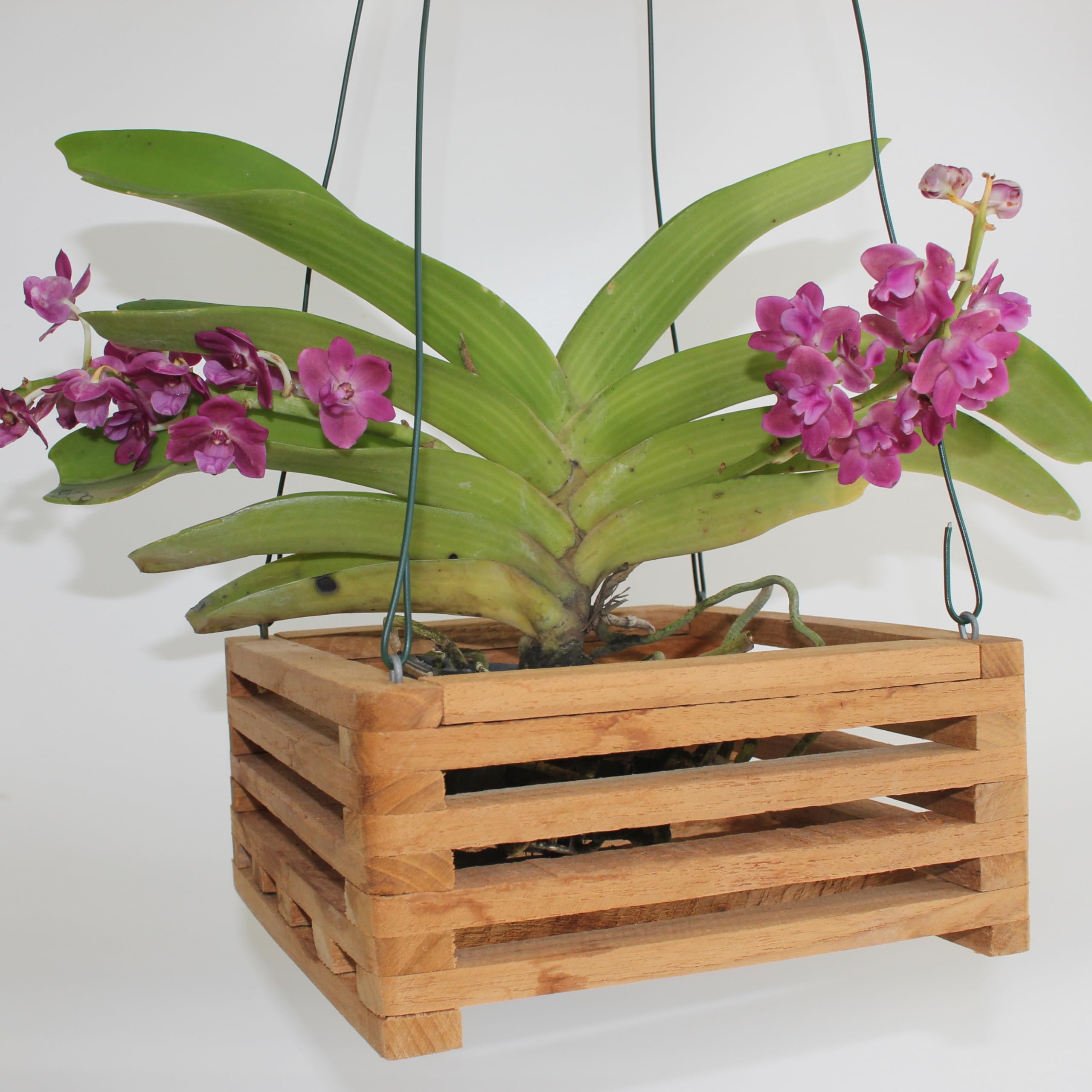 DESQUIGGLE hanging orchid in basket showing natural display and airflow