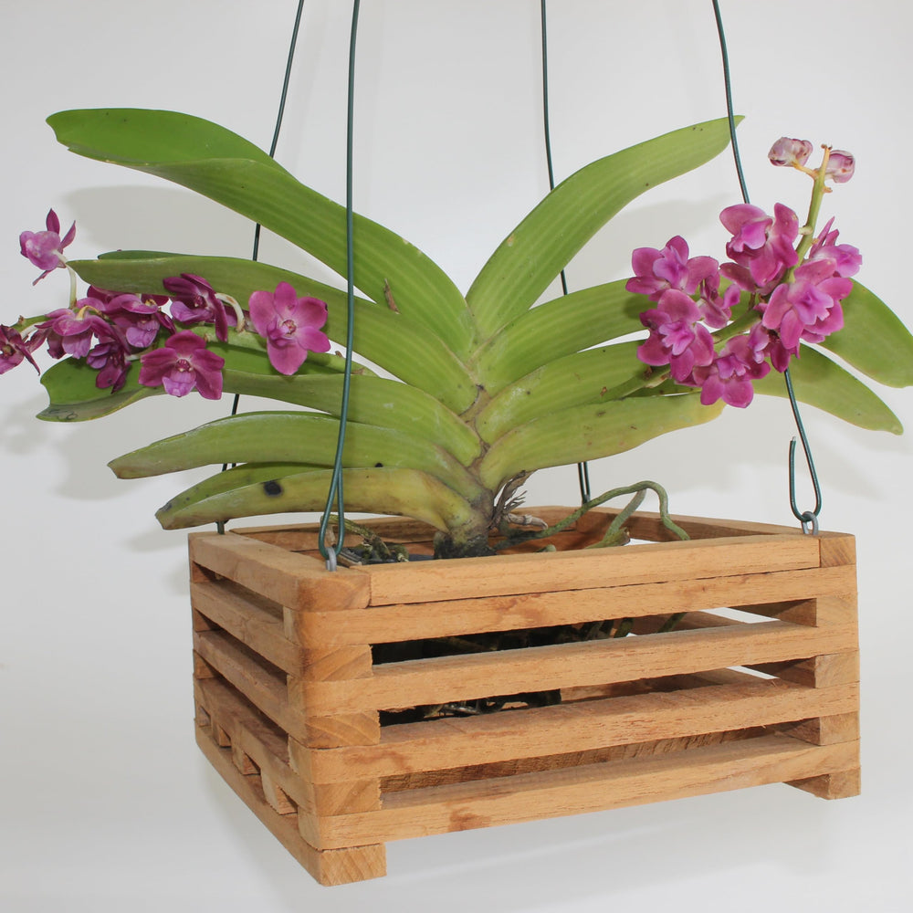 DESQUIGGLE hanging orchid in basket showing natural display and airflow