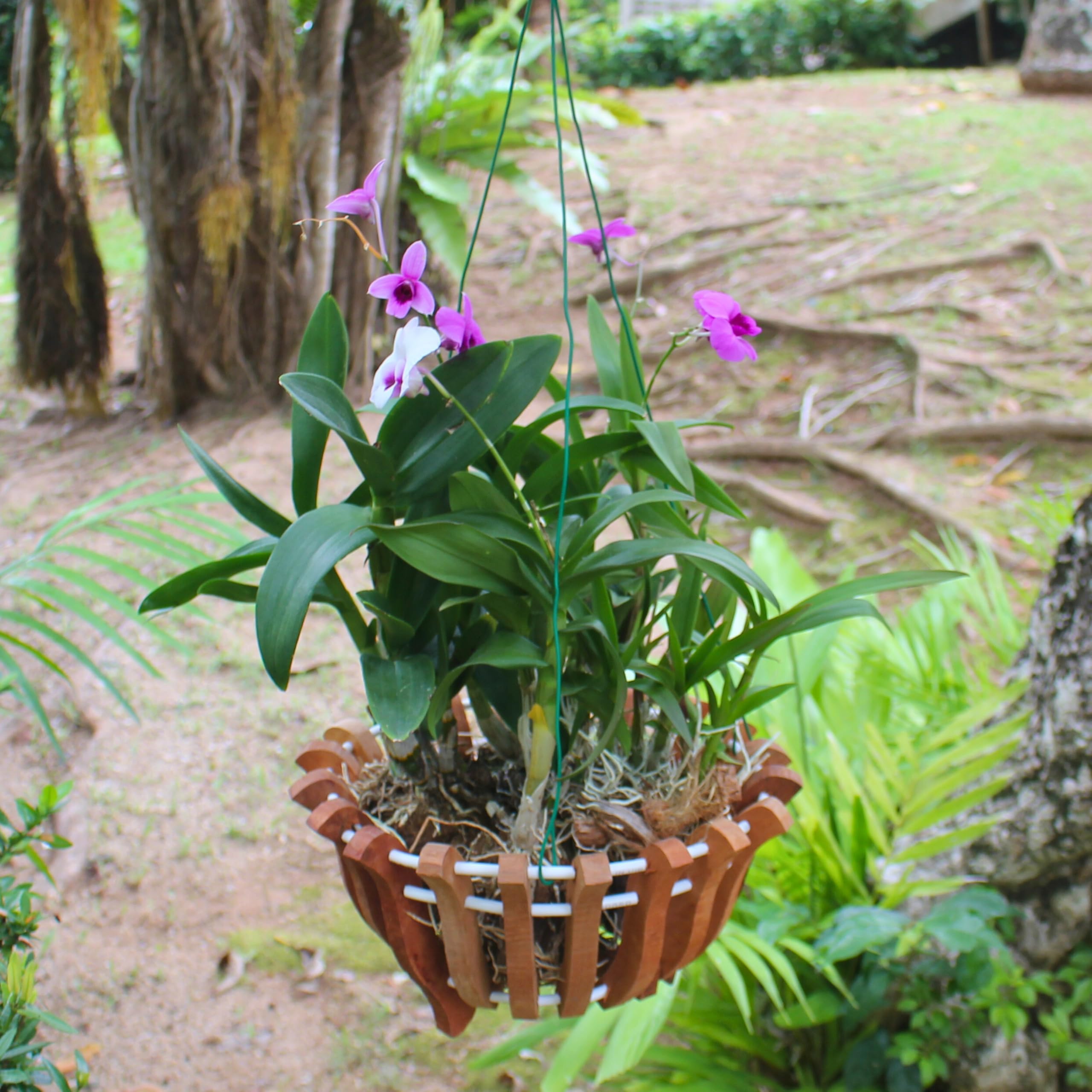 DESQUIGGLE view of bottom gaps with orchid roots threaded to promote breathing roots