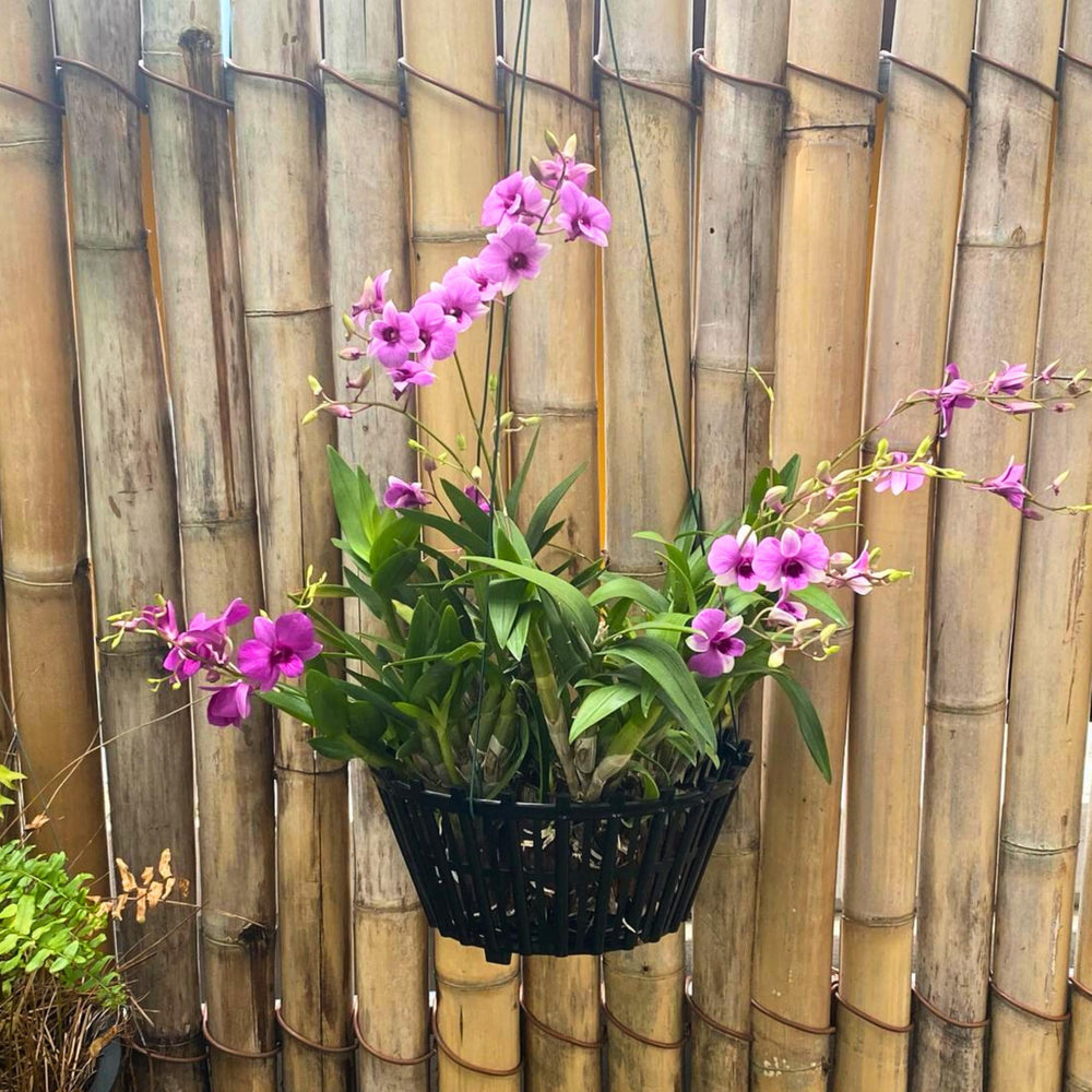 DESQUIGGLE set of four black baskets stacked, convenient matching group for growers