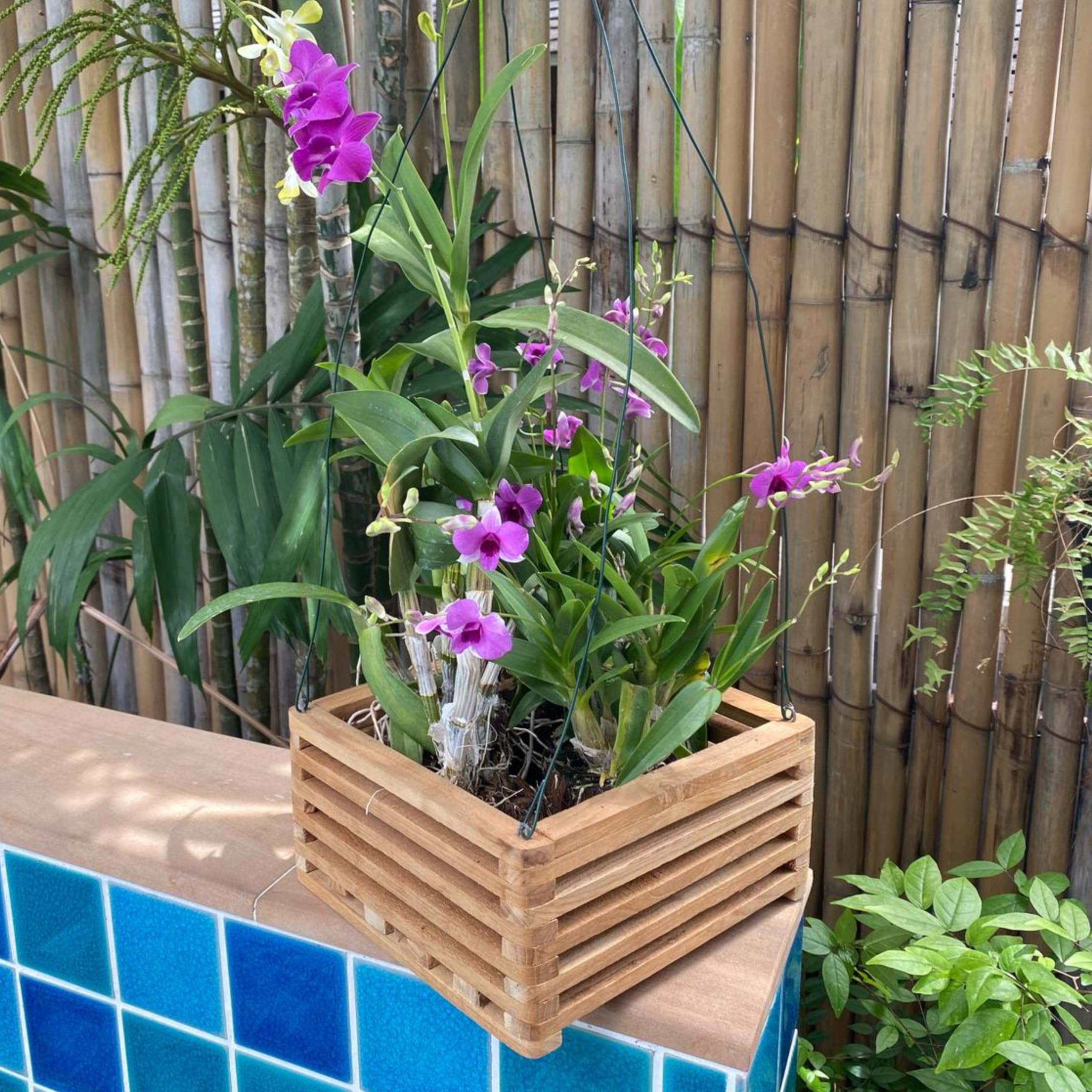 DESQUIGGLE hanging baskets on covered patio showing attractive outdoor styling