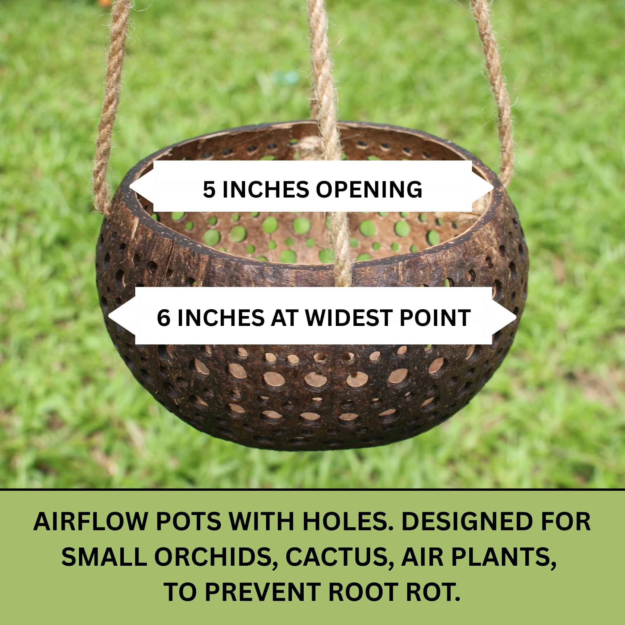 DESQUIGGLE pot in use with small orchid demonstrating healthy display