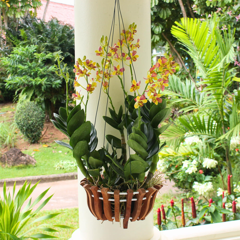 DESQUIGGLE baskets displayed in greenhouse showcasing arrangement and healthy airflow