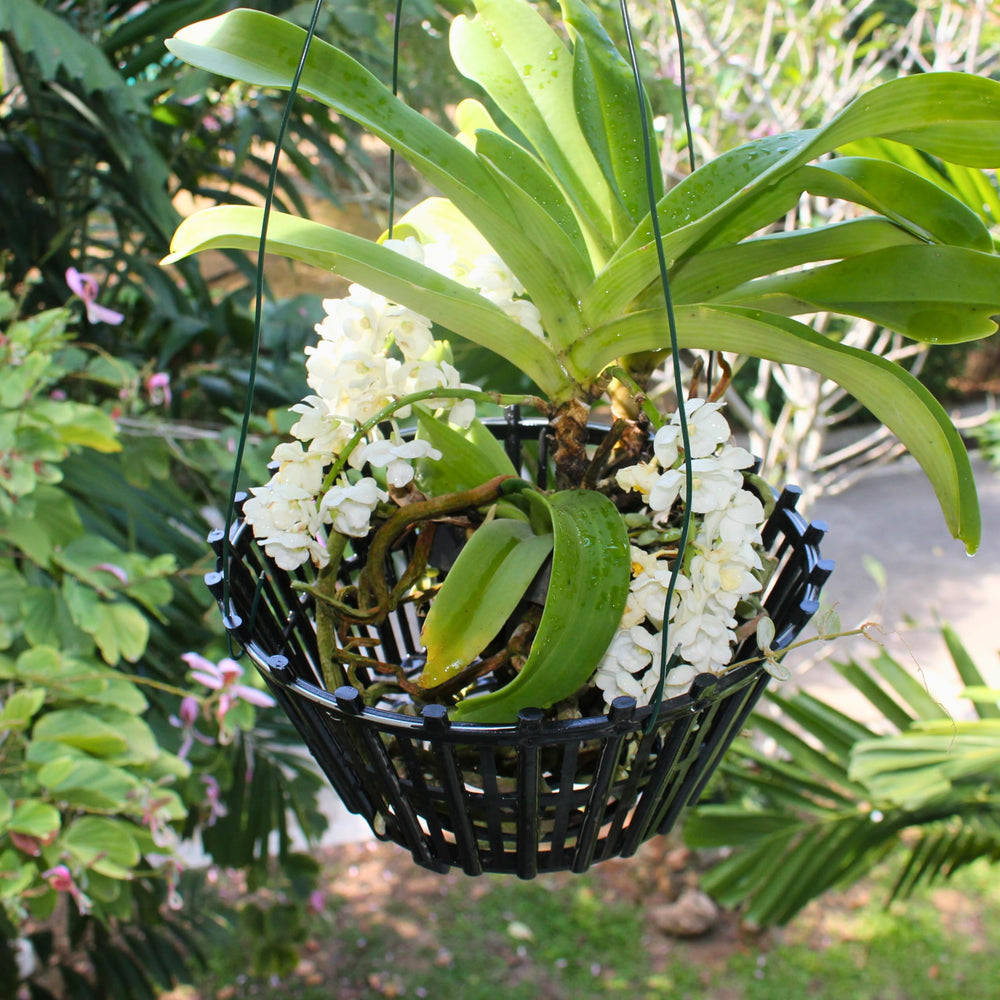 DESQUIGGLE hanging orchid basket displayed on patio, enhances outdoor vertical plantings