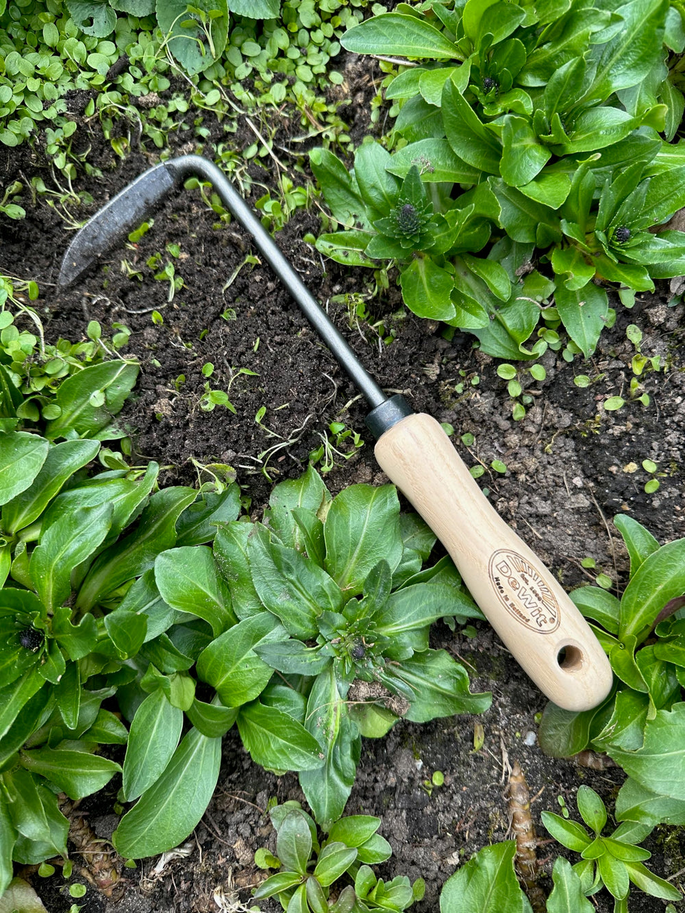 DeWit weeder in garden between plants demonstrating minimal disturbance benefit