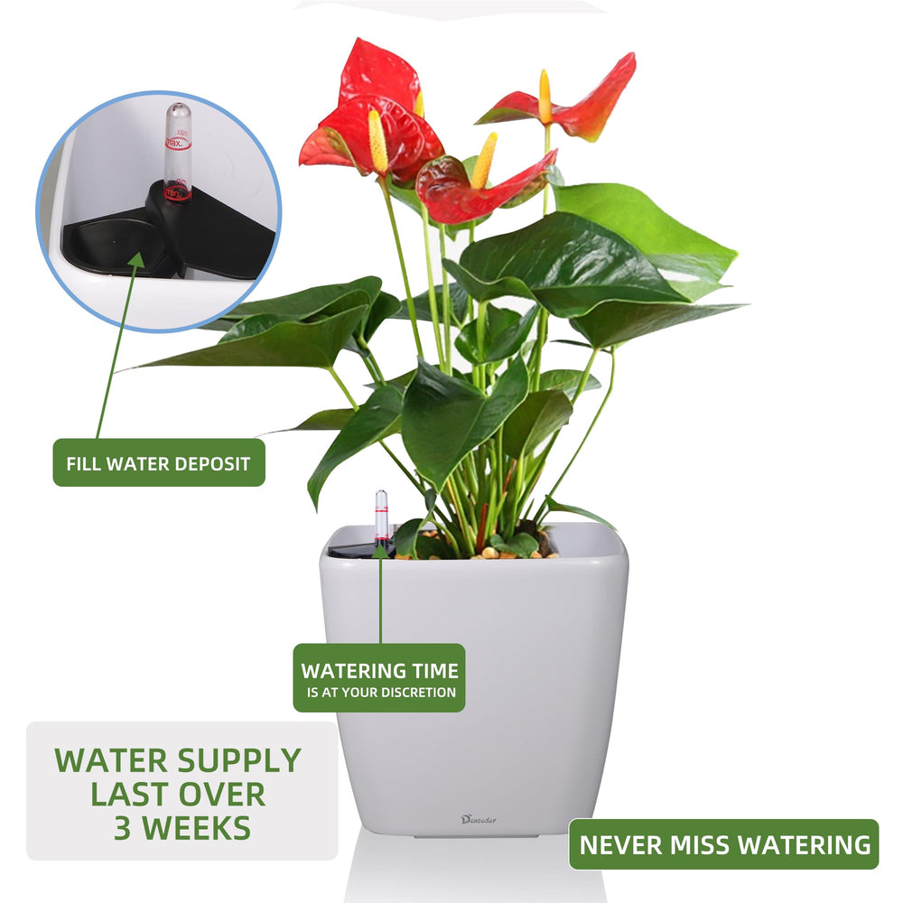 Dexceder plant-filled lifestyle setting showing decorative appeal and low-maintenance irrigation