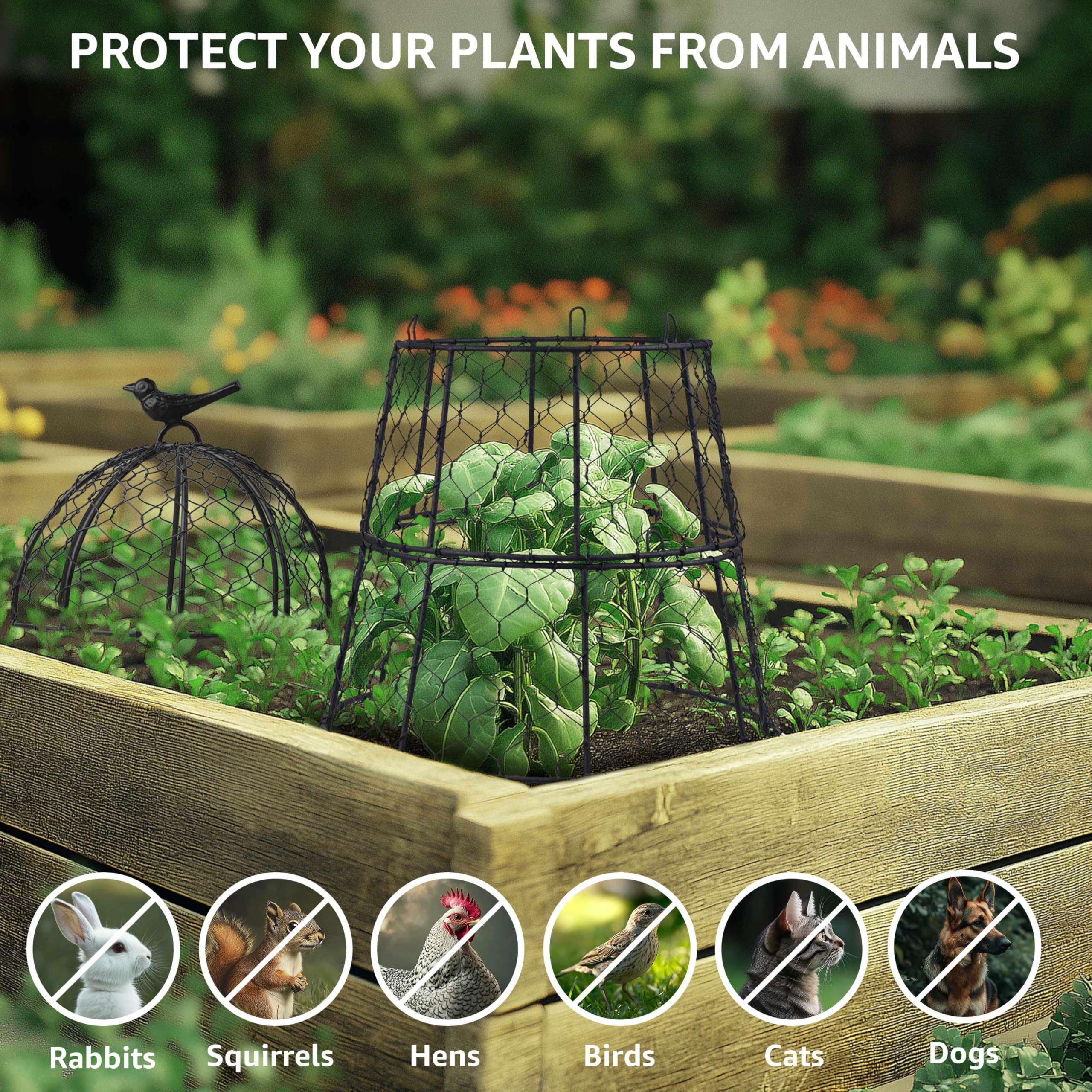 DHAMPOOH cloche staked in garden bed protecting seedlings while allowing rain