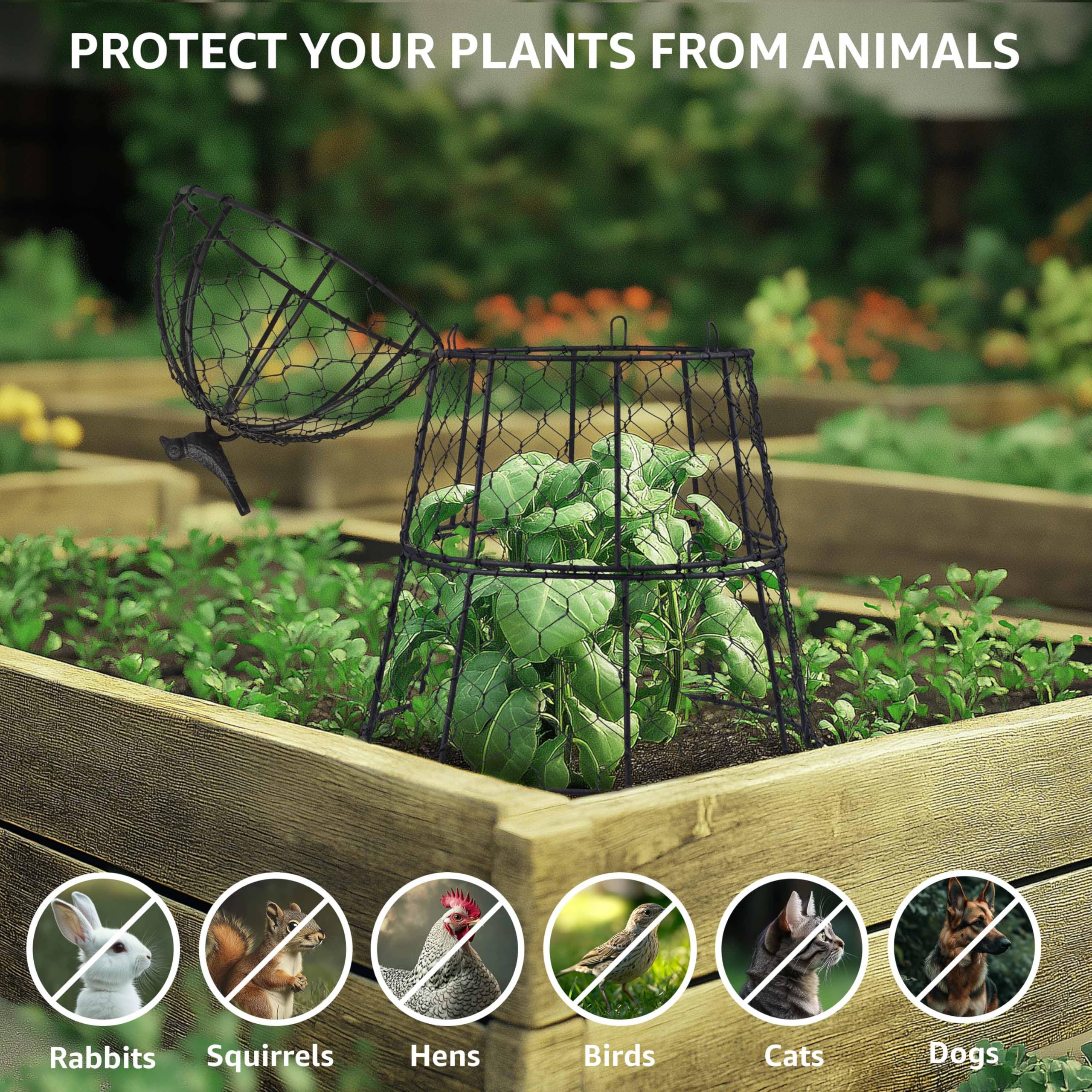 DHAMPOOH cloche on a patio container showing indoor/outdoor versatility benefit