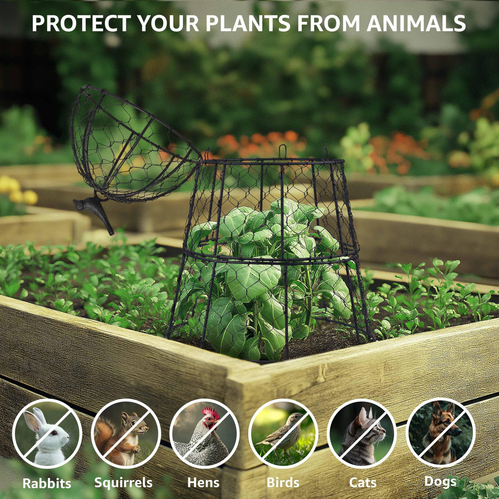 DHAMPOOH cloche on a patio container showing indoor/outdoor versatility benefit