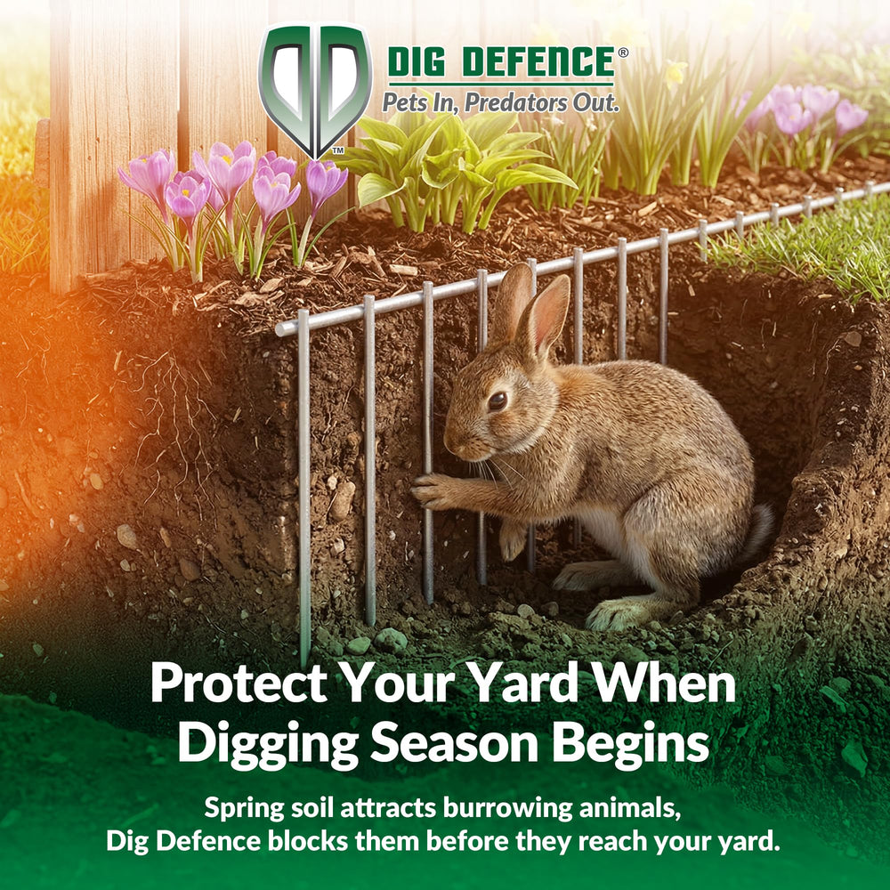 Dig Defence blocking raccoon entry as predator deterrent