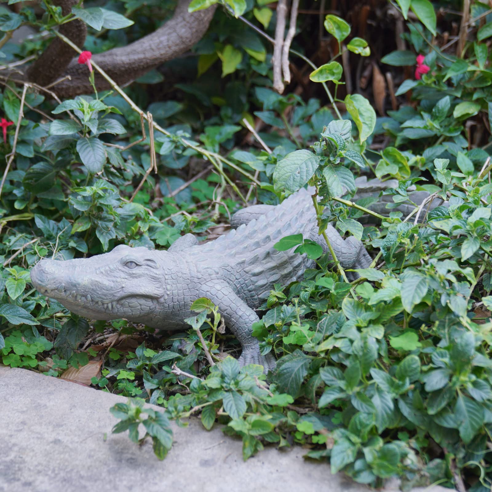 DiliComing alligator next to ruler for size comparison and placement planning