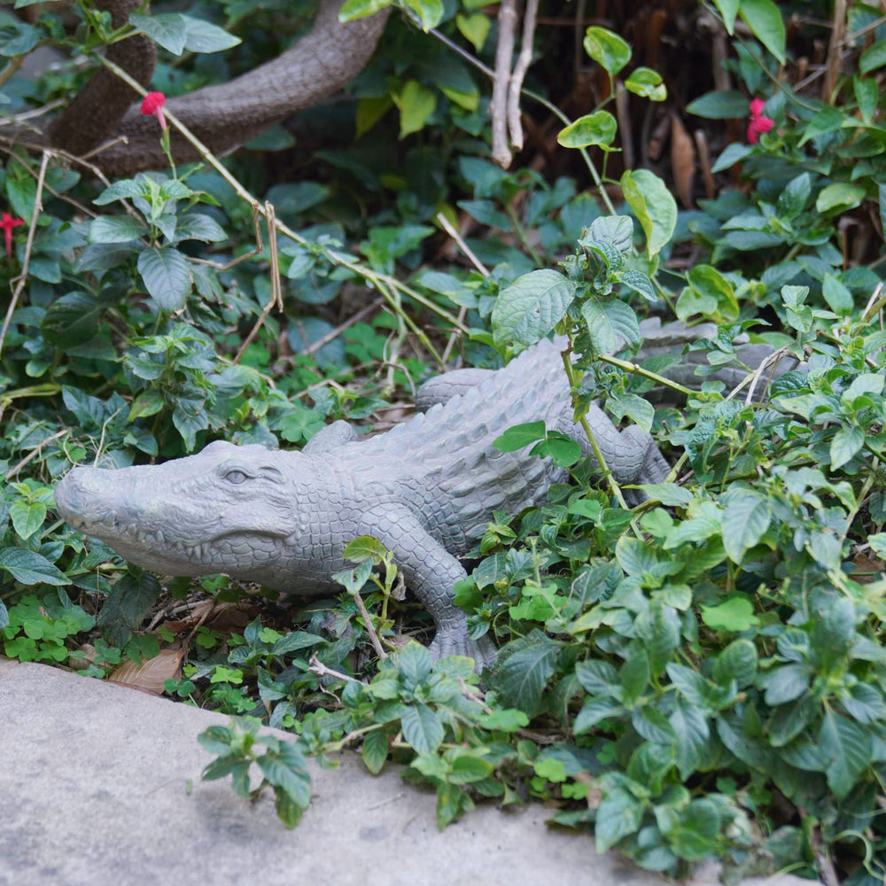 DiliComing alligator next to ruler for size comparison and placement planning