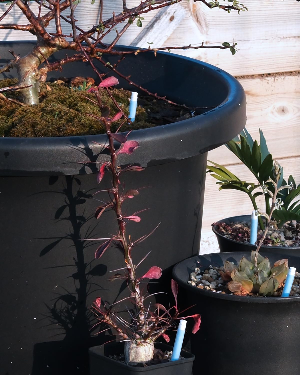 DILIGROW Aquameter in a home garden scene helping beginners water plants confidently