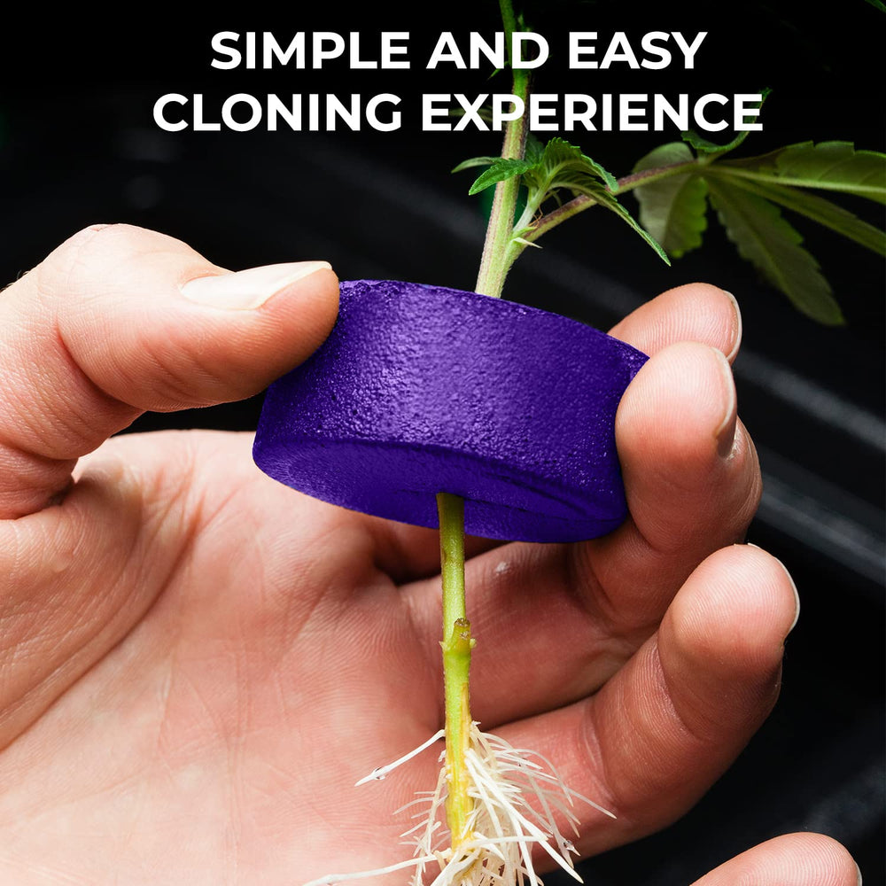 DL Wholesale Psycloner close-up of emerging roots on a cutting demonstrating healthy root growth