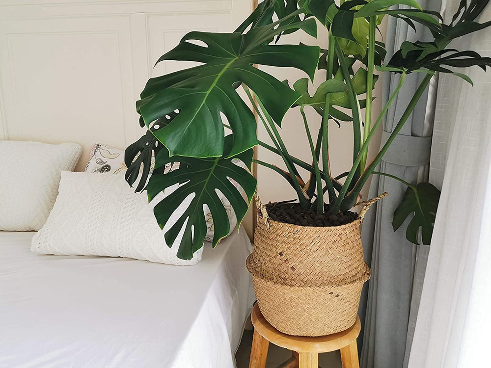 DOKOT basket holding a plant pot to conceal plastic nursery pot for elevated styling