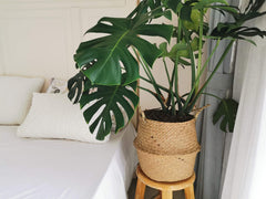 DOKOT basket with potted plant showing decorative concealment benefit