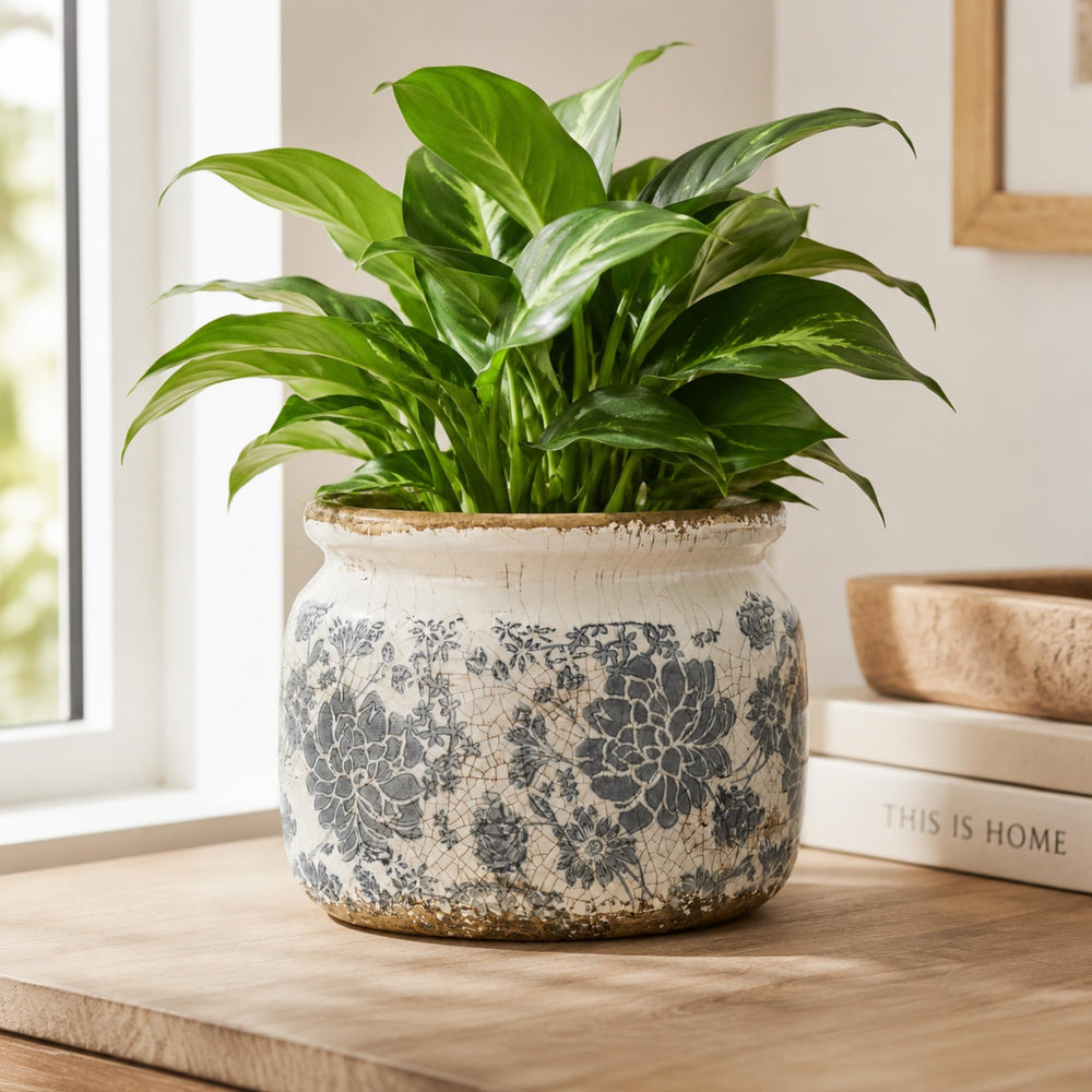 Dosayes filled with snake plant displaying stylish indoor plant setup