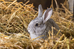 Double F Farms straw spread in chicken coop providing dry bedding and insulation