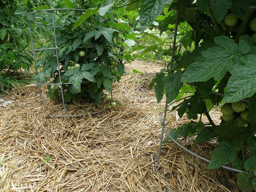 Double F Farms close-up of straw texture showing clean, fibrous stalks for cushioning