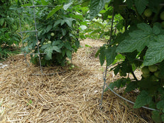 Double F Farms close-up of straw texture showing clean, fibrous stalks for cushioning