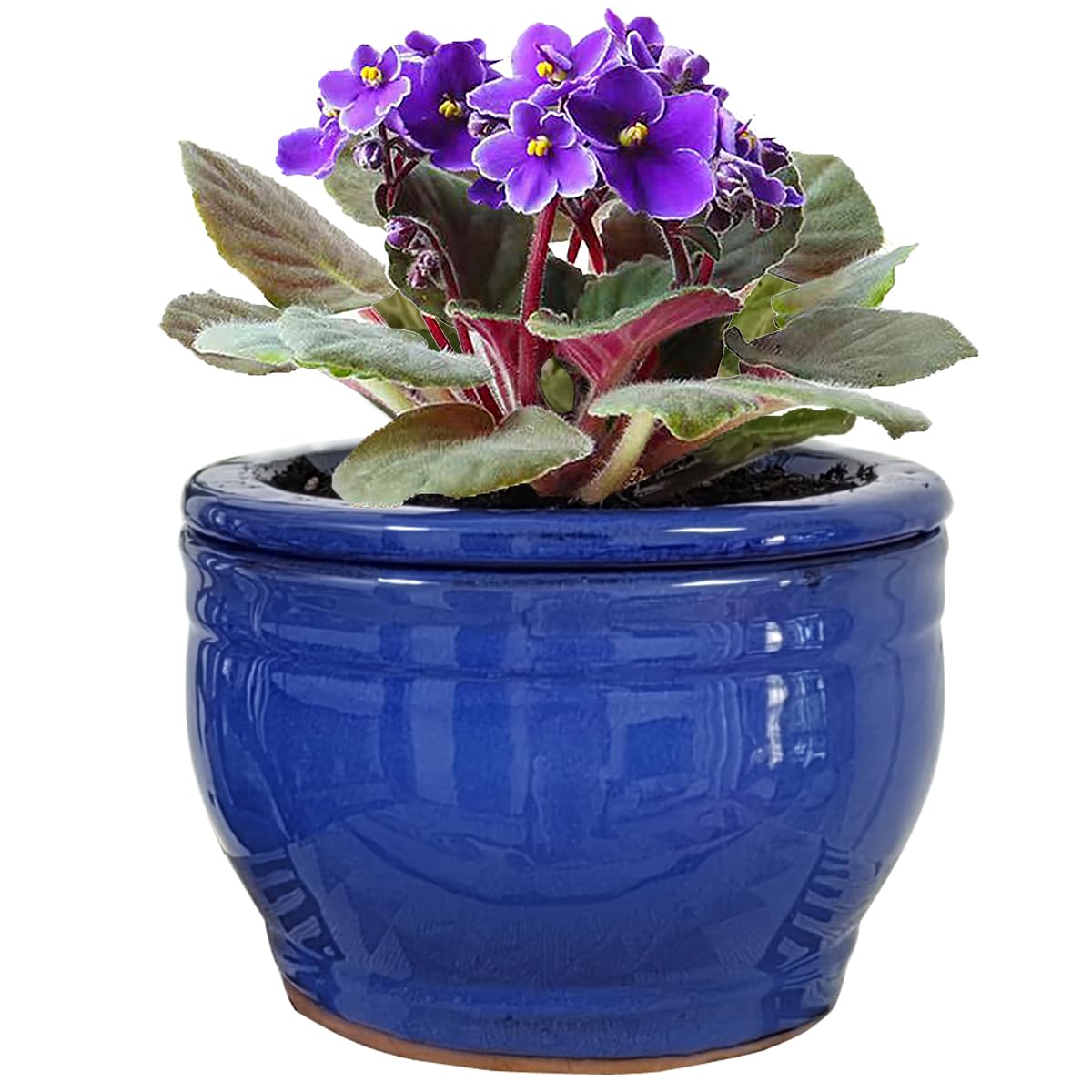 Dphagesy front view of blue 6 inch pot shows neat tabletop display benefit
