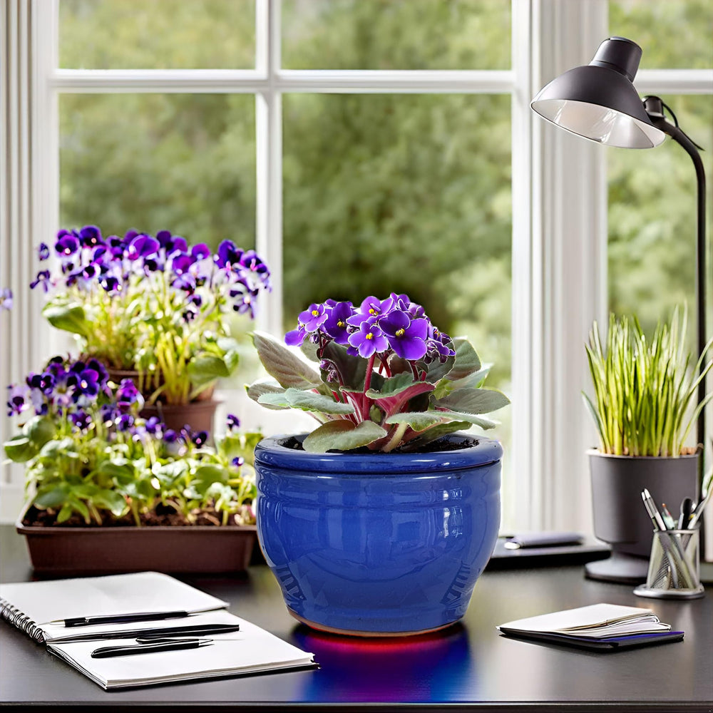 Dphagesy pot next to ruler showing 6 inch size for space planning benefit