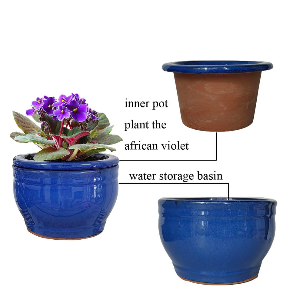 Dphagesy blue pot with African violet planted for attractive, tidy growth display