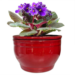 Dphagesy front view red pot showing neat planter on table, attractive display