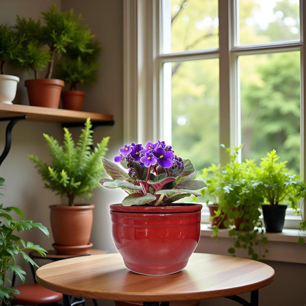 Dphagesy red pot in living room setting adding color and tidy plant care
