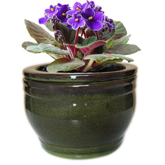 Dphagesy front view showing olive drab ceramic pot and clean aesthetic benefit