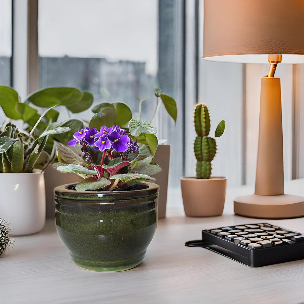 Dphagesy planter on windowsill with violet displaying steady moisture benefit