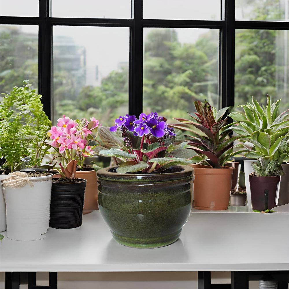 Dphagesy lifestyle table display showing decorative appeal and low-maintenance