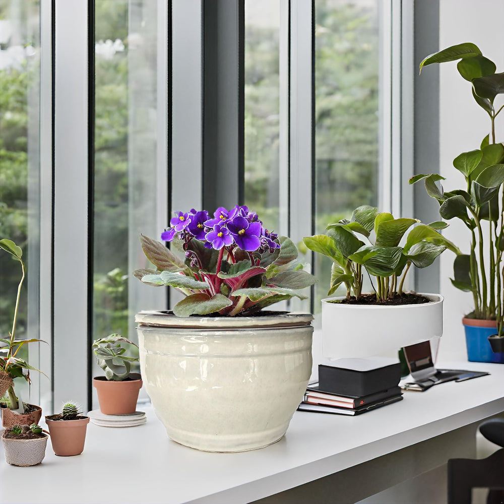 Dphagesy on windowsill daylight showing natural light placement advantage