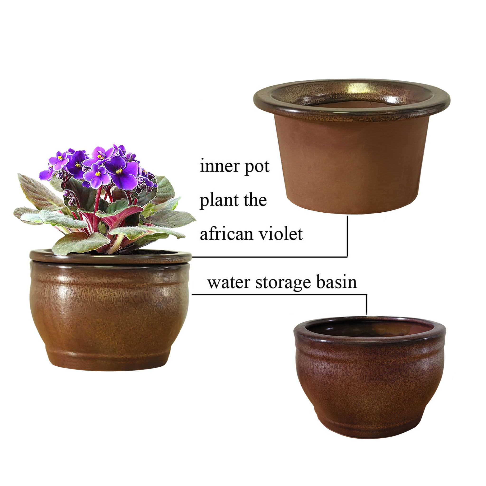 Dphagesy with African violet on windowsill showing tidy leaf protection