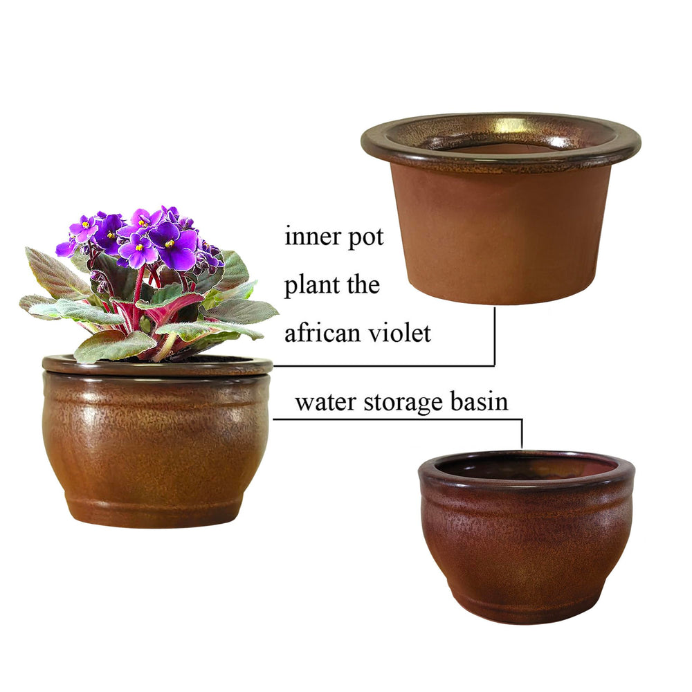 Dphagesy with African violet on windowsill showing tidy leaf protection
