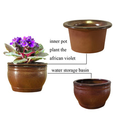 Dphagesy with African violet on windowsill showing tidy leaf protection