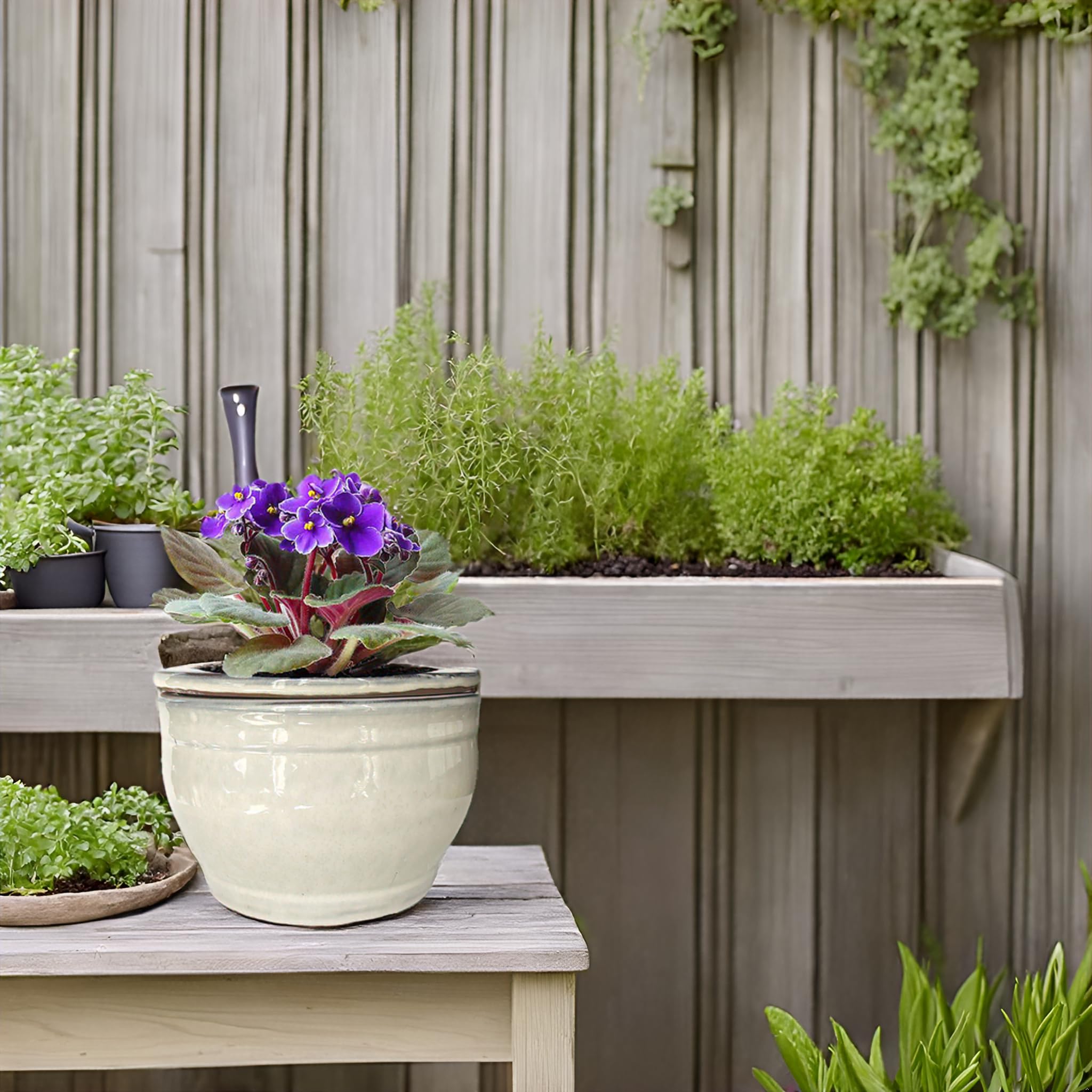 Dphagesy with African violet on table showing neat display and leaf protection