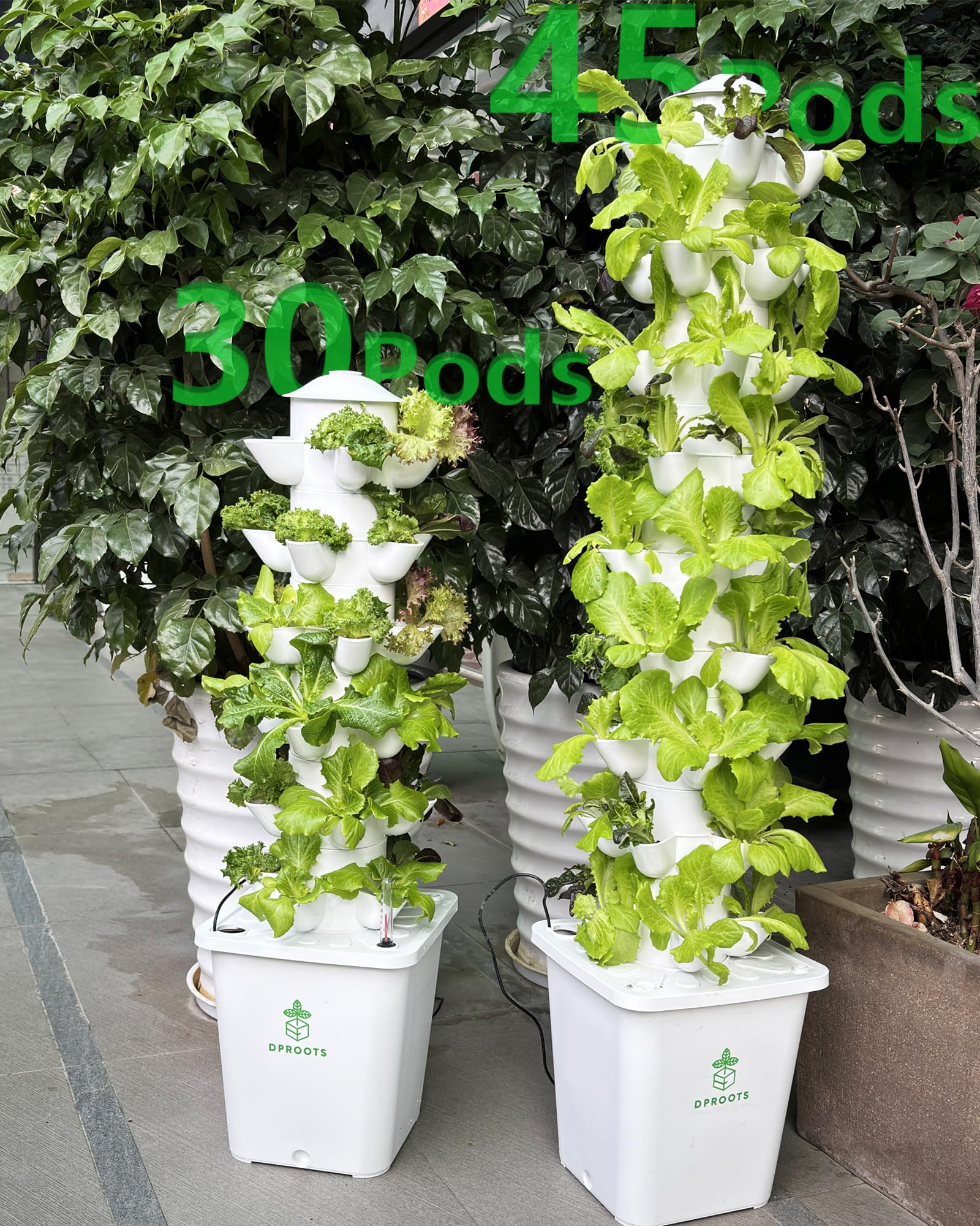DPROOTS harvest with strawberries and basil highlighting productive yield