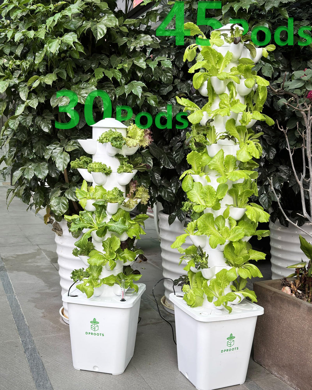 DPROOTS harvest with strawberries and basil highlighting productive yield