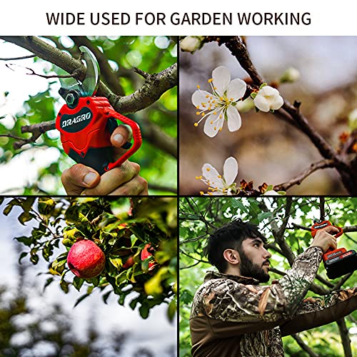 Dragro pruner used in orchard setting improving productivity and mobility