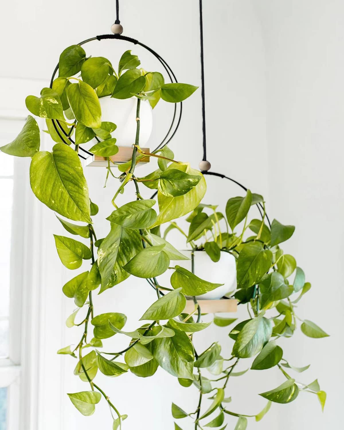 Dravmola hanger next to a 5.8 inch pot showing recommended size compatibility