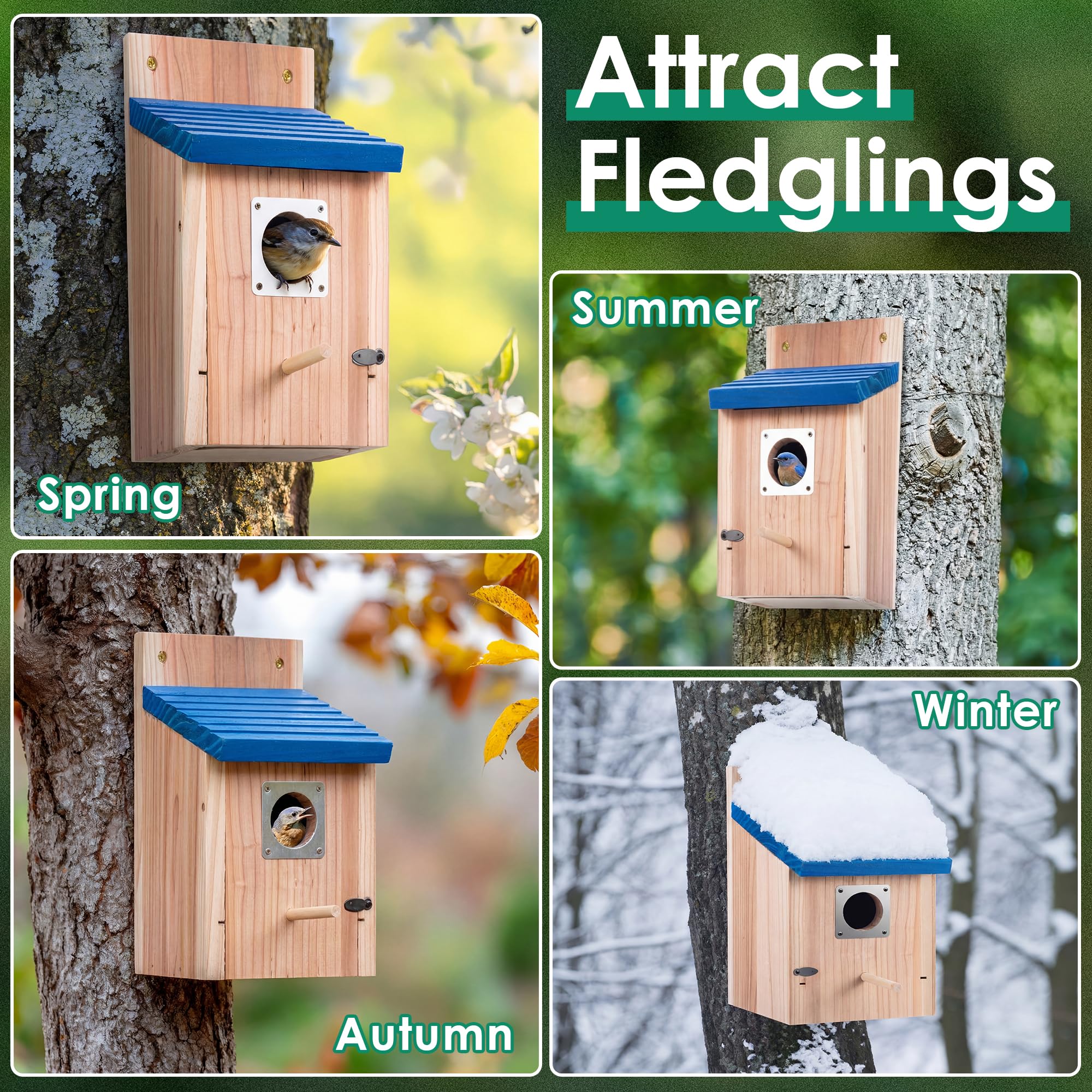 Dreyoo lifestyle shot of houses in backyard with visiting bluebirds enhancing garden wildlife