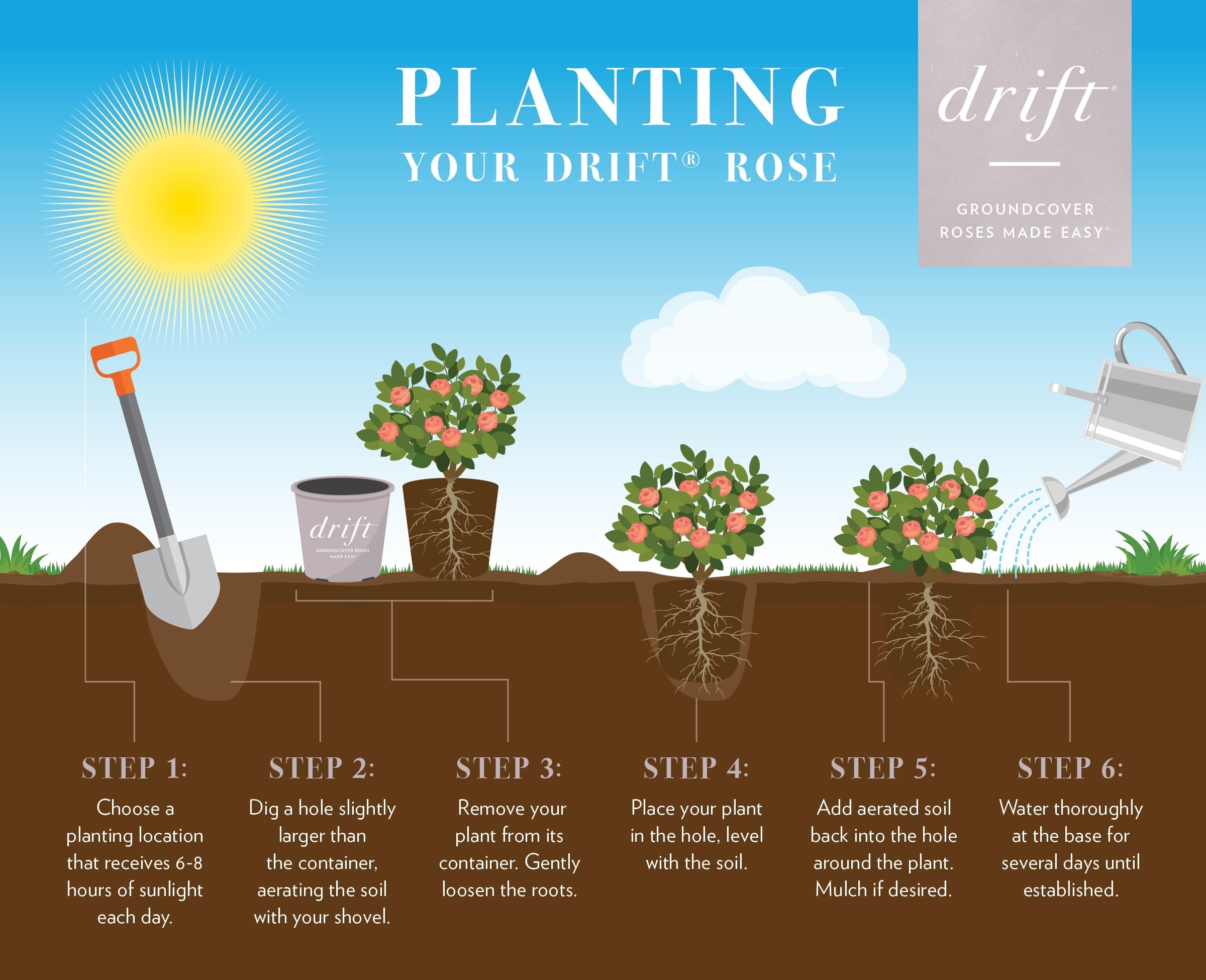 Generic Drift Popcorn mass planting in border illustrating continuous-season color