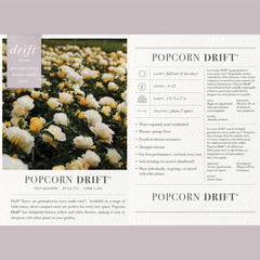 Generic Drift Popcorn close-up of buttery yellow to cream bloom showcasing petal texture