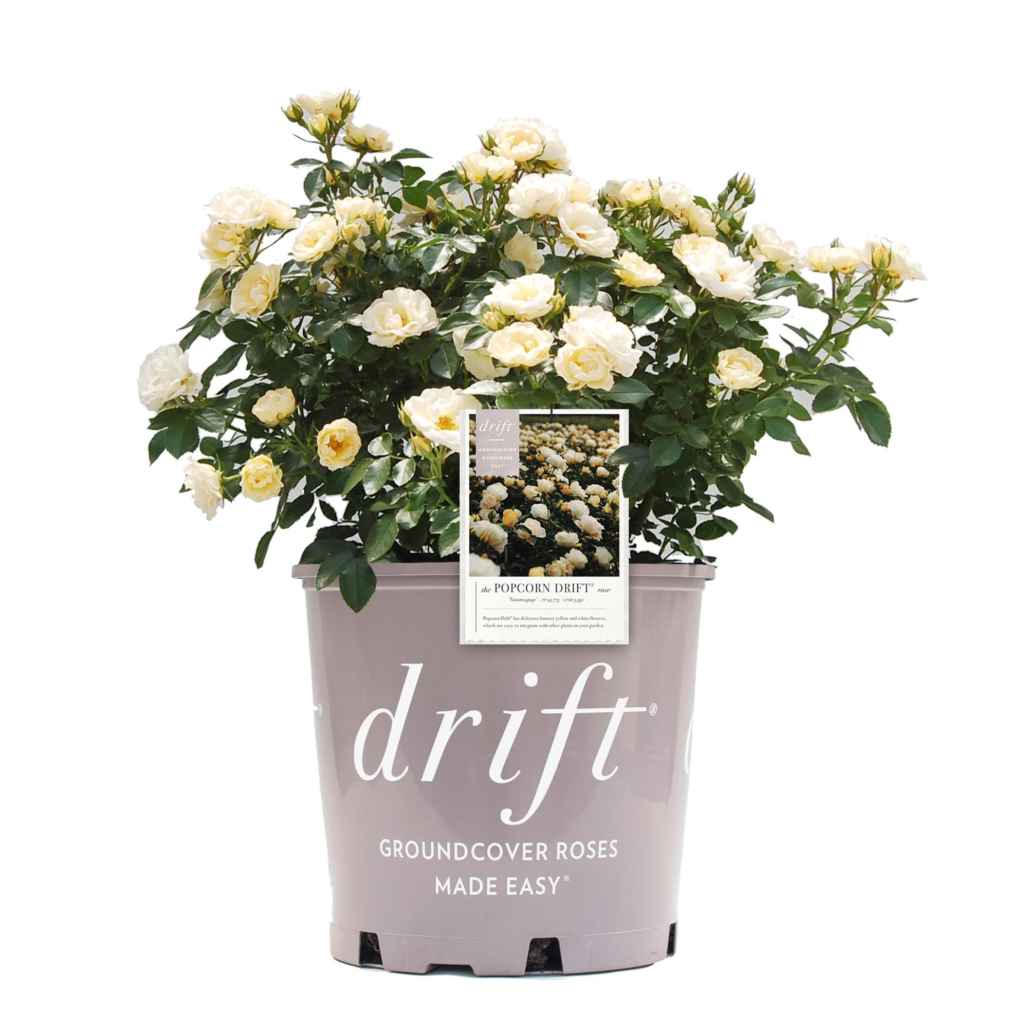 Generic Drift Popcorn front view showing compact shrub and blooms for curb appeal