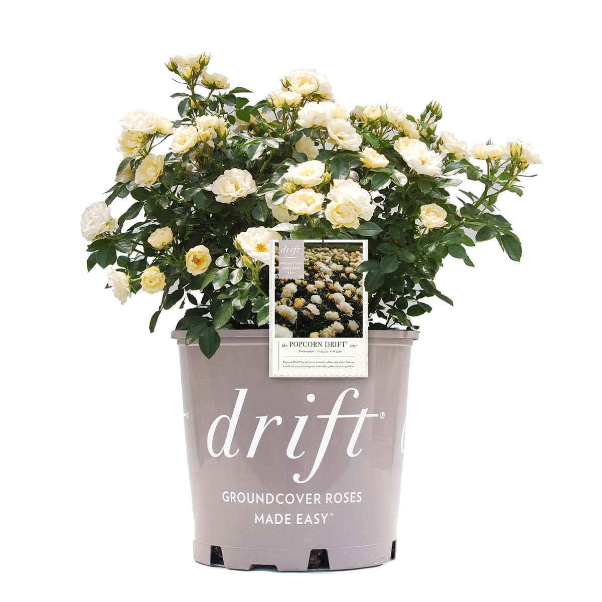 Generic Drift Popcorn front view showing compact shrub and blooms for curb appeal