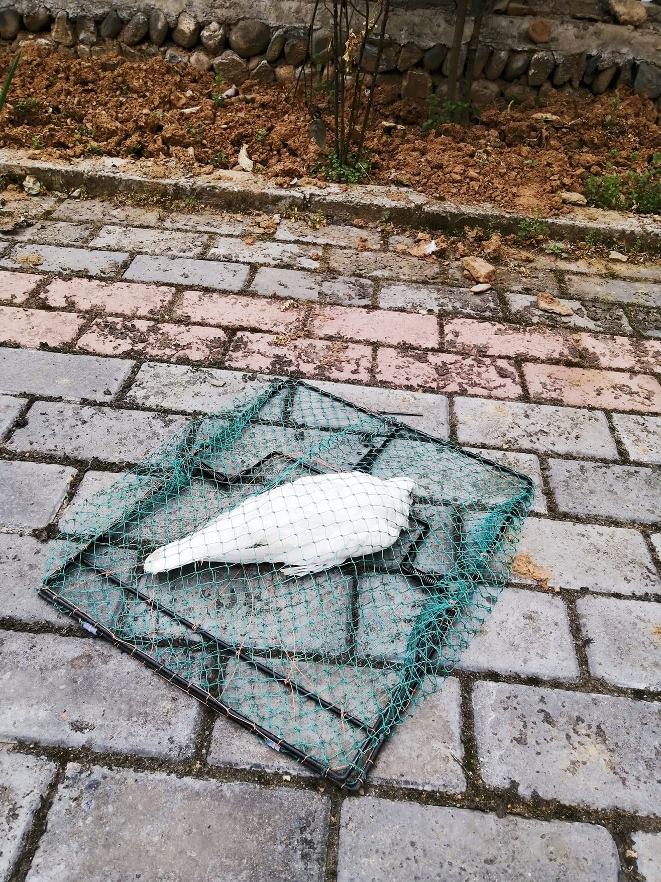 DSQSTMR trap deployed on a roof illustrating easy placement and effective coverage